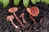  (Laccaria sp. CA05 - FDS-CA-00833)  @11 [ ] by-nc (2024) Warren Cardimona Fungal Diversity Survey