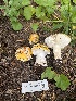  ( - FDS-CA-05885)  @11 [ ] by-nc (2024) Dean Lyons Fungal Diversity Survey