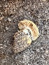  (Calonarius flavipavonius - FDS-CA-05804)  @11 [ ] by-nc (2024) Dean Lyons Fungal Diversity Survey