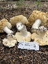  ( - FDS-CA-07502)  @11 [ ] c (2024) Marinna Grijalva Fungal Diversity Survey