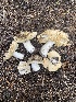  ( - FDS-CA-07502)  @11 [ ] c (2024) Marinna Grijalva Fungal Diversity Survey