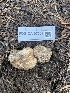  ( - FDS-CA-07507)  @11 [ ] c (2024) Marinna Grijalva Fungal Diversity Survey