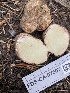 ( - FDS-CA-07507)  @11 [ ] c (2024) Marinna Grijalva Fungal Diversity Survey