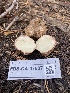  (Rhizopogon sp. CA08 - FDS-CA-07507)  @11 [ ] c (2024) Marinna Grijalva Fungal Diversity Survey