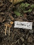  ( - FDS-CA-06766)  @11 [ ] by (2024) Justin Paulin Fungal Diversity Survey