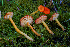  ( - FDS-CA-05418)  @11 [ ] by-nc (2024) Unspecified Fungal Diversity Survey
