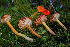  ( - FDS-CA-05418)  @11 [ ] by-nc (2024) Unspecified Fungal Diversity Survey