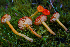  ( - FDS-CA-05418)  @11 [ ] by-nc (2024) Unspecified Fungal Diversity Survey