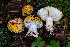 ( - FDS-CA-05885)  @11 [ ] by-nc (2024) Dean Lyons Fungal Diversity Survey