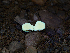  ( - FDS-CA-06763)  @11 [ ] by (2024) Justin Paulin Fungal Diversity Survey