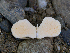  (Russula sp. AZ Gymno - FDS-CA-06763)  @11 [ ] by (2024) Justin Paulin Fungal Diversity Survey