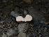  ( - FDS-CA-06763)  @11 [ ] by (2024) Justin Paulin Fungal Diversity Survey