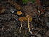  (Pholiotina sp. PNW08 - FDS-CA-06766)  @11 [ ] by (2024) Justin Paulin Fungal Diversity Survey