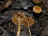  ( - FDS-CA-06766)  @11 [ ] by (2024) Justin Paulin Fungal Diversity Survey