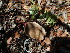  ( - FDS-CA-07684)  @11 [ ] by-nc (2024) Sadie Hickey Fungal Diversity Survey