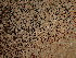  ( - FDS-CA-07684)  @11 [ ] by-nc (2024) Sadie Hickey Fungal Diversity Survey