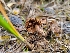  ( - FDS-CA-06208)  @11 [ ] by-nc (2024) Harte Singer Fungal Diversity Survey