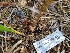  ( - FDS-CA-06208)  @11 [ ] by-nc (2024) Harte Singer Fungal Diversity Survey