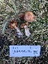  ( - FDS-CA-05463)  @11 [ ] by-nc (2024) Unspecified Fungal Diversity Survey
