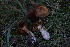  ( - FDS-CA-05463)  @11 [ ] by-nc (2024) Unspecified Fungal Diversity Survey
