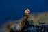  (Vibrissea truncorum - FDS-CA-05462)  @11 [ ] by-nc (2024) Unspecified Fungal Diversity Survey