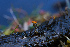  ( - FDS-CA-05462)  @11 [ ] by-nc (2024) Unspecified Fungal Diversity Survey
