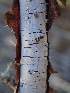  ( - FDS-CA-07682)  @11 [ ] by-nc (2024) Sadie Hickey Fungal Diversity Survey