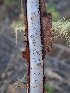 ( - FDS-CA-07682)  @11 [ ] by-nc (2024) Sadie Hickey Fungal Diversity Survey