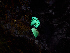  ( - FDS-CA-06772)  @11 [ ] by (2024) Justin Paulin Fungal Diversity Survey