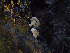  ( - FDS-CA-06772)  @11 [ ] by (2024) Justin Paulin Fungal Diversity Survey