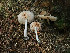  ( - FDS-CA-06771)  @11 [ ] by (2024) Justin Paulin Fungal Diversity Survey