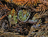 ( - FDS-CA-06772)  @11 [ ] by (2024) Justin Paulin Fungal Diversity Survey