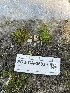  ( - FDS-CA-05839)  @11 [ ] by-nc (2024) Dean Lyons Fungal Diversity Survey