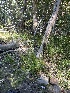  ( - FDS-CA-05839)  @11 [ ] by-nc (2024) Dean Lyons Fungal Diversity Survey
