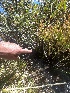  ( - FDS-CA-05862)  @11 [ ] by-nc (2024) Dean Lyons Fungal Diversity Survey