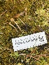  ( - FDS-CA-05859)  @11 [ ] by-nc (2024) Dean Lyons Fungal Diversity Survey