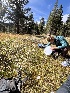  ( - FDS-CA-05859)  @11 [ ] by-nc (2024) Dean Lyons Fungal Diversity Survey