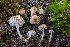  ( - FDS-CA-05839)  @11 [ ] by-nc (2024) Dean Lyons Fungal Diversity Survey