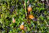  ( - FDS-CA-05862)  @11 [ ] by-nc (2024) Dean Lyons Fungal Diversity Survey