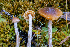 ( - FDS-CA-05859)  @11 [ ] by-nc (2024) Dean Lyons Fungal Diversity Survey
