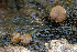  (Adelphella sp. babingtonii-CA01 - FDS-CA-05823)  @11 [ ] by-nc (2024) Dean Lyons Fungal Diversity Survey