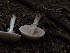  ( - FDS-CA-06769)  @11 [ ] by (2024) Justin Paulin Fungal Diversity Survey