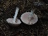  ( - FDS-CA-06769)  @11 [ ] by (2024) Justin Paulin Fungal Diversity Survey