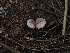  ( - FDS-CA-06769)  @11 [ ] by (2024) Justin Paulin Fungal Diversity Survey