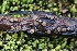  ( - FDS-CA-06598)  @11 [ ] by-nc (2024) Taye Bright Fungal Diversity Survey