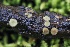  ( - FDS-CA-06598)  @11 [ ] by-nc (2024) Taye Bright Fungal Diversity Survey