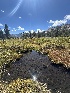  ( - FDS-CA-06590)  @11 [ ] by-nc (2024) Taye Bright Fungal Diversity Survey