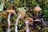  ( - FDS-CA-06590)  @11 [ ] by-nc (2024) Taye Bright Fungal Diversity Survey