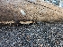  ( - FDS-CA-03899)  @11 [ ] by-nc (2024) Stu Pickell Fungal Diversity Survey