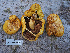  ( - FDS-CA-07018)  @11 [ ] by-nc (2024) Fresno Mycology Society Fungal Diversity Survey